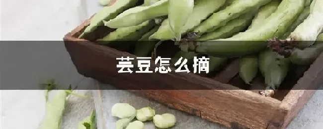 芸豆怎么摘