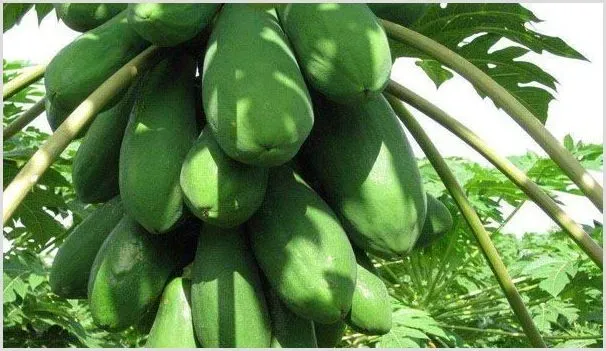 木瓜价格多少钱一斤？2020年木瓜种植前景会赚钱吗 | 农业养殖资讯