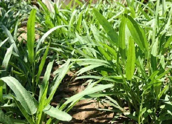 种菜|广州适合种什么菜