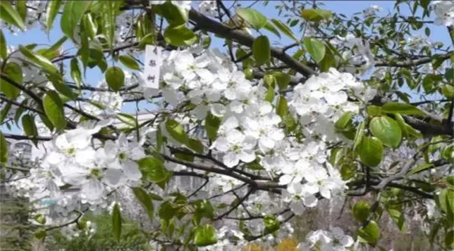 梨树反季节开花是怎么回事？