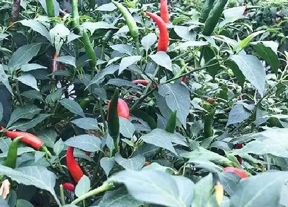 种植前景|朝天椒亩产量一般多少斤 种一亩朝天椒一年收入