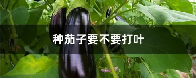 种茄子要不要打叶