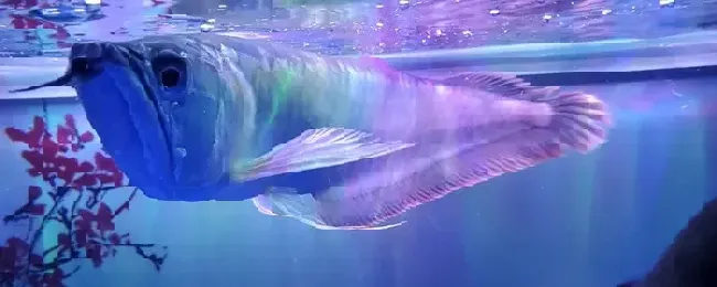 银龙鱼是不是热带鱼