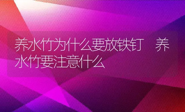 养水竹为什么要放铁钉 养水竹要注意什么 | 养殖资料投稿