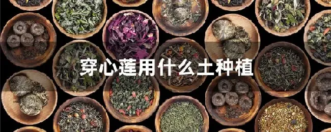 穿心莲用什么土种植
