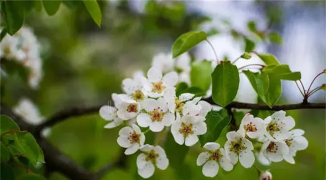 梨树反季节开花是怎么回事？