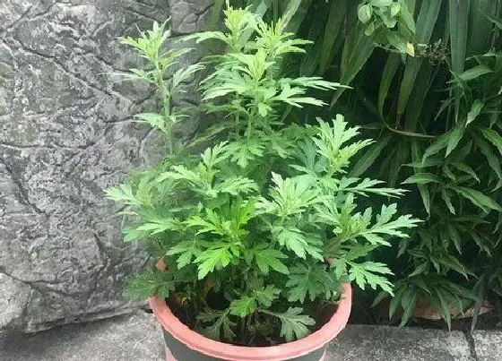 种植前景|种植艾草赚钱吗 种植的利润与效益如何