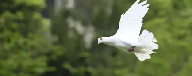 鸽子拉水便喂什么药