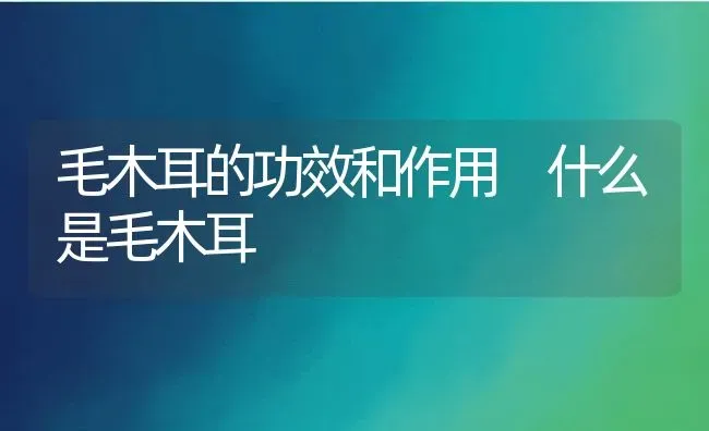 毛木耳的功效和作用 什么是毛木耳 | 养殖资料投稿