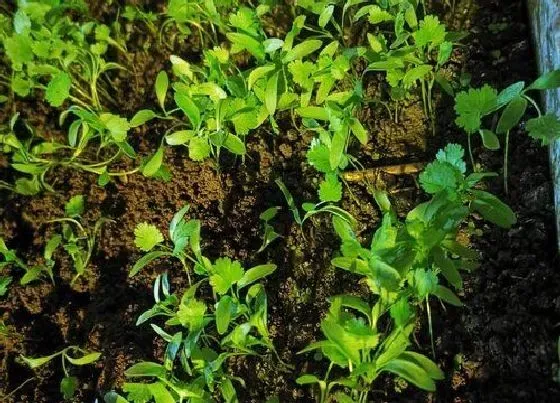 蔬菜|鸡毛菜和油菜是一种菜吗