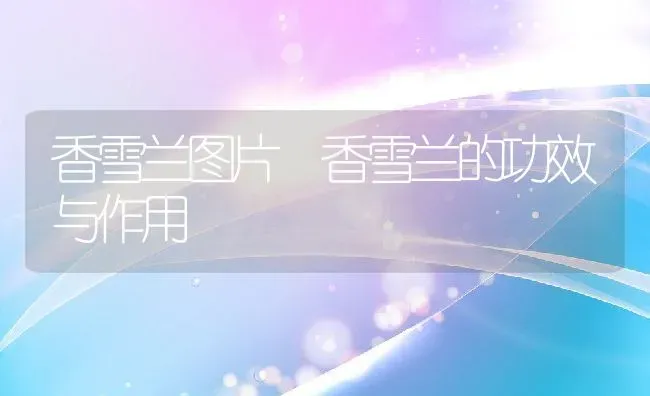 益母草有哪些功效与作用 | 养殖资料投稿