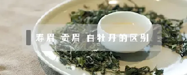 寿眉 贡眉 白牡丹的区别