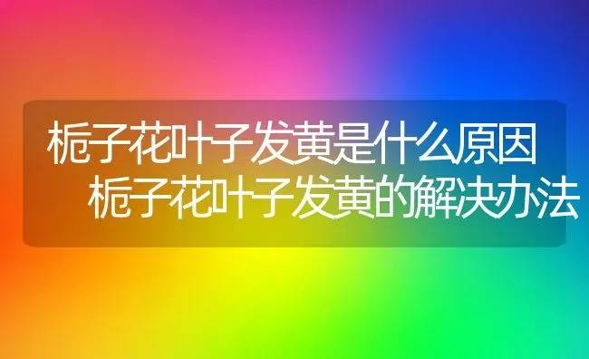 栀子花叶子发黄是什么原因 栀子花叶子发黄的解决办法 | 养殖资料投稿