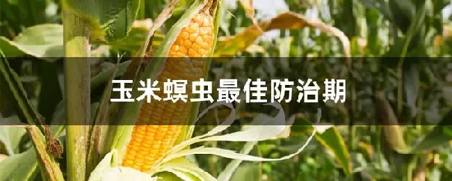 玉米螟虫最佳防治期