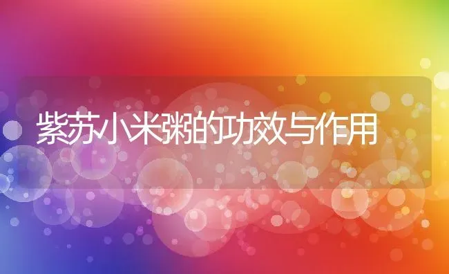 紫苏小米粥的功效与作用 | 养殖资讯