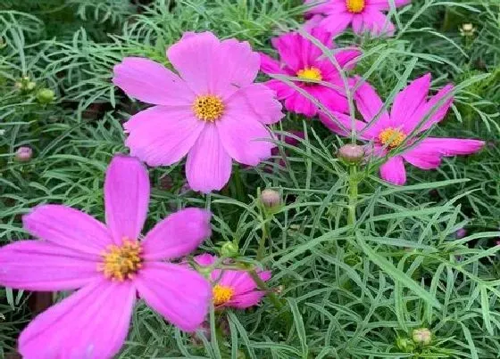 养花|七月份适合种什么花 适合夏天播种的花种子