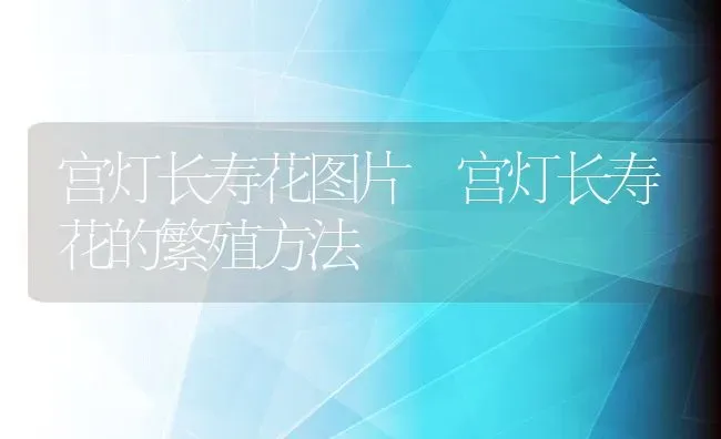 宫灯长寿花图片 宫灯长寿花的繁殖方法 | 养殖资料投稿