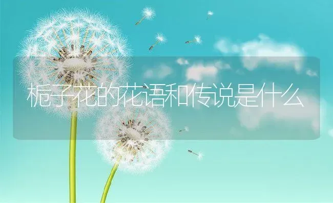 栀子花的花语和传说是什么 | 养殖资讯