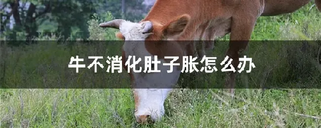 牛不消化肚子胀怎么办