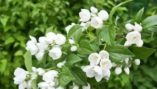 茉莉花的养殖方法和注意事项有哪些