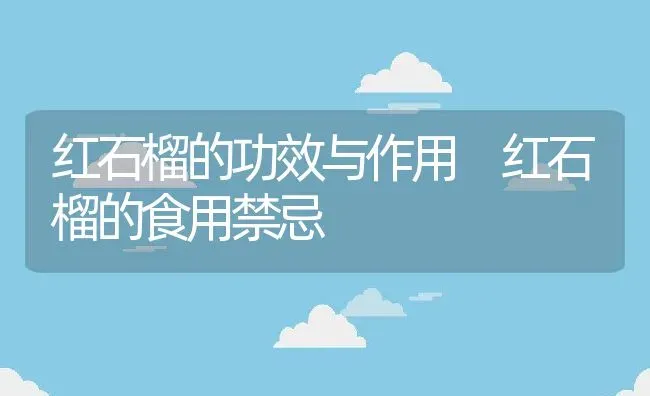 红石榴的功效与作用 红石榴的食用禁忌 | 养殖资料投稿