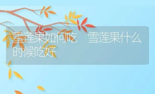 雪莲果如何吃 雪莲果什么时候吃好 | 养殖资料投稿