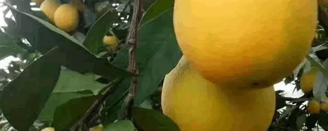 果树嫁接几月份最好