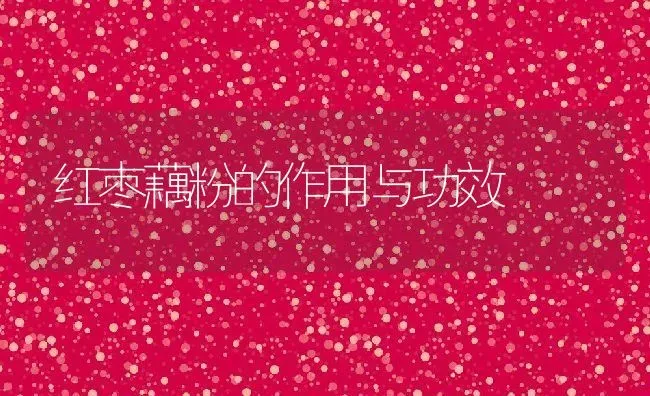 红枣藕粉的作用与功效 | 养殖资料投稿