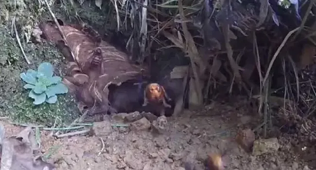 金环胡蜂喜欢在什么地方筑巢