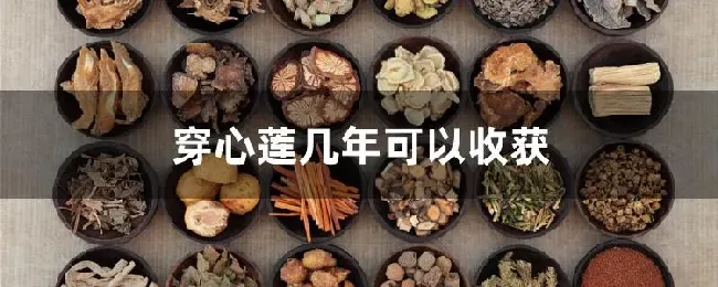 穿心莲几年可以收获