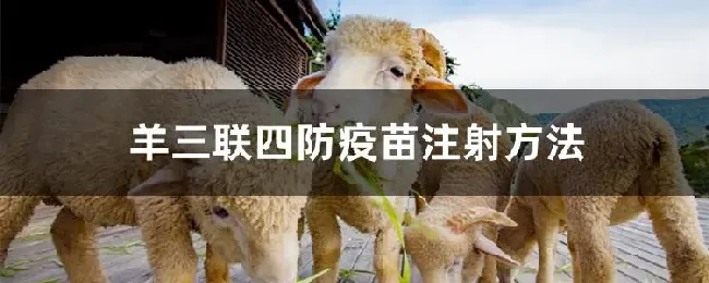 羊三联四防疫苗注射方法
