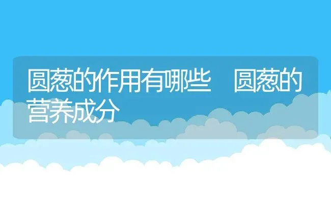圆葱的作用有哪些 圆葱的营养成分 | 养殖资料投稿