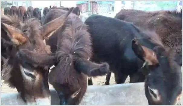 目前驴的养殖前景怎么样？价格如何赚钱吗 | 热门养殖项目