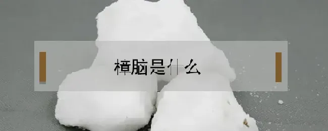 樟脑是什么