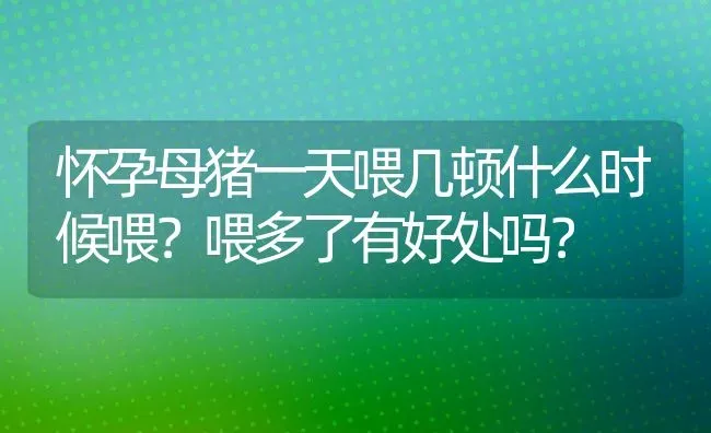 怀孕母猪一天喂几顿什么时候喂？喂多了有好处吗？ | 养殖资讯