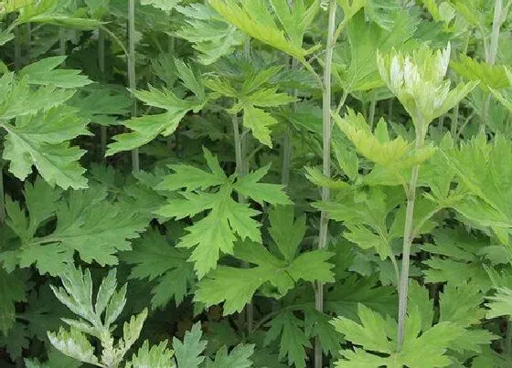 种植前景|种植艾草赚钱吗 种植的利润与效益如何