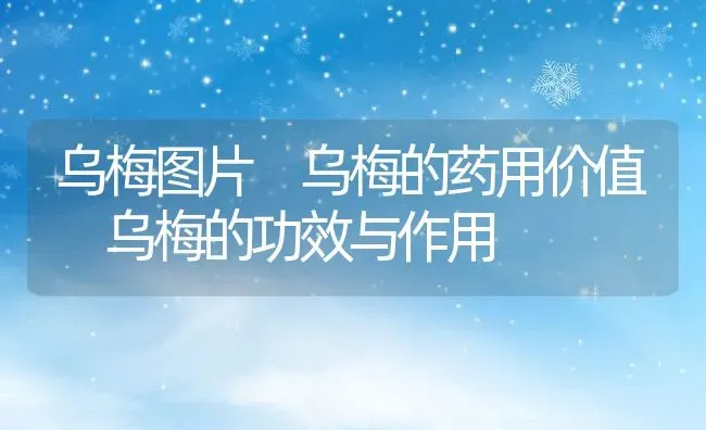乌梅图片 乌梅的药用价值 乌梅的功效与作用 | 养殖资料投稿