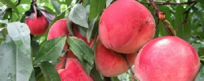 水蜜桃和毛桃有什么不同？
