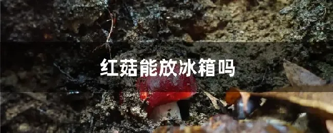 红菇能放冰箱吗