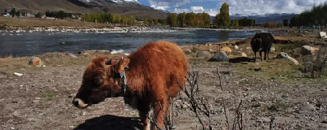 母牛生完牛犊多久配种