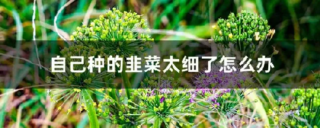 自己种的韭菜太细了怎么办