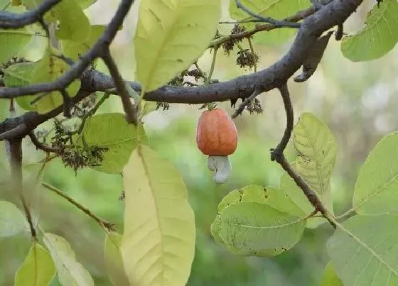 种植前景|腰果种植条件 适合在什么环境种植