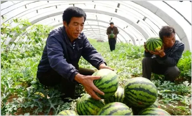 新金兰西瓜多少钱一斤？种植技巧与特点介绍 | 致富养殖项目
