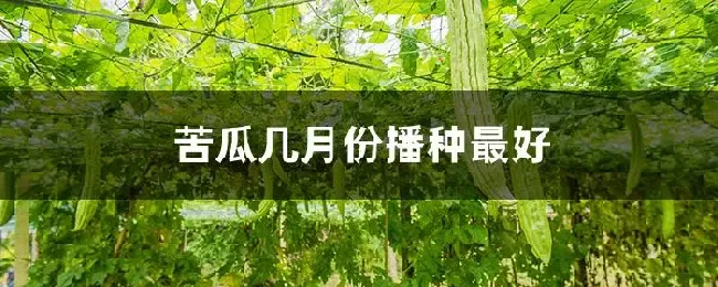 苦瓜几月份播种最好