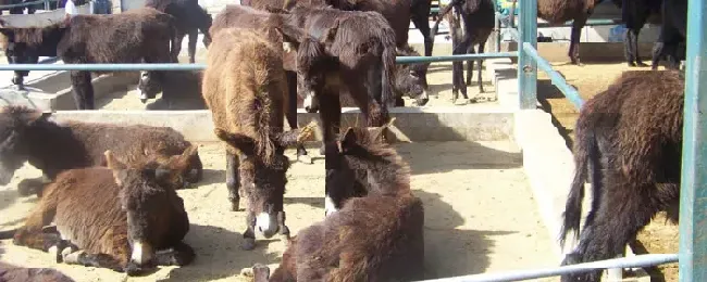 肉驴散养可不可以