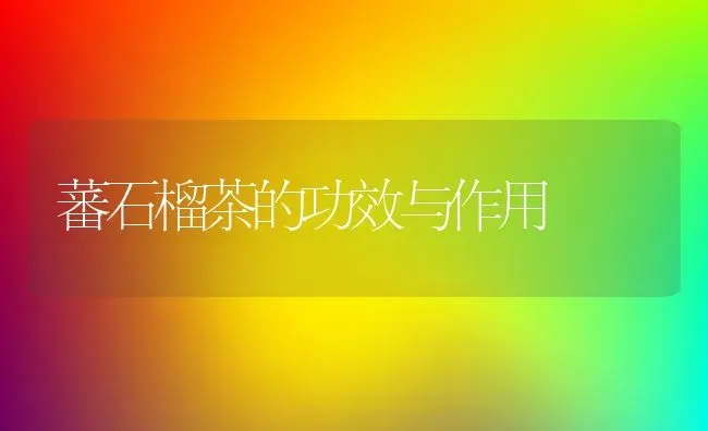 蕃石榴茶的功效与作用 | 养殖资料投稿