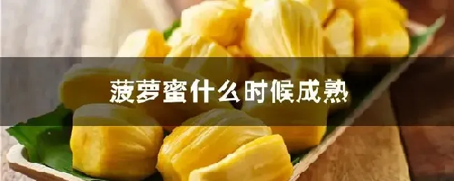 菠萝蜜什么时候成熟