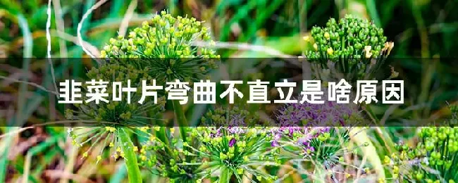韭菜叶片弯曲不直立是啥原因