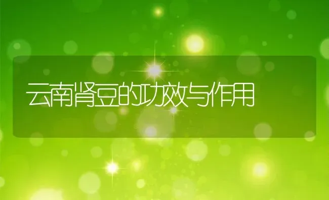 云南肾豆的功效与作用 | 养殖资料投稿