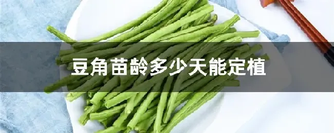 豆角苗龄多少天能定植